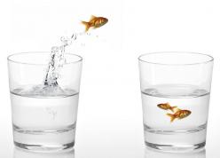 Das Bild zeigt einen Fisch, der aus einem Glas in ein anderes Glas springt. Sie können ebenfalls zwischen den angezeigten Links zu nützlichen Webseiten springen.